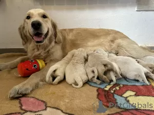 Photo №1. golden retriever - à vendre en ville de Olsza | 382€ | Annonce №89351