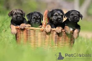 Photo №2 de l'annonce № 50873 de la vente border terrier - acheter à Slovaquie annonce privée