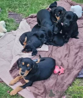 Photo №3. Chiots mixtes mini teckel légers à vendre. Allemagne