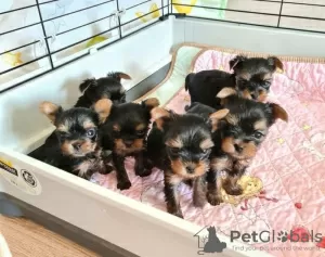 Photo №1. yorkshire terrier - à vendre en ville de Regensburg | 200€ | Annonce №82788