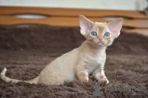 Photos supplémentaires: Chatons Devon Rex