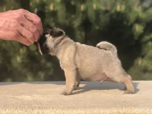 Photo №3. Kennel FCI propose à la vente des chiots de haute qualité.. Fédération de Russie