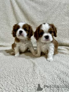 Photo №4. Je vais vendre cavalier king charles spaniel en ville de Inđija. éleveur - prix - négocié