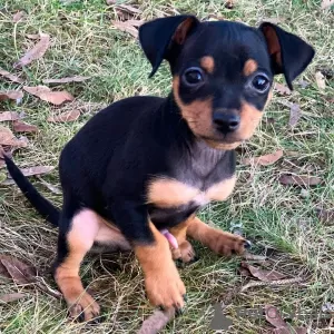 Photo №2 de l'annonce № 126298 de la vente pinscher miniature - acheter à USA annonce privée