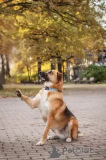 Photos supplémentaires: Gerda, une chienne très intelligente et reconnaissante, cherche une famille !