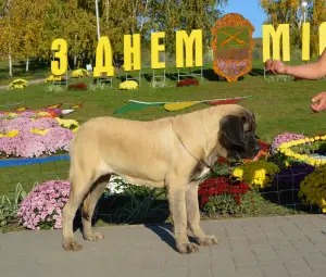 Photos supplémentaires: Chiots de race anglaise mastiff