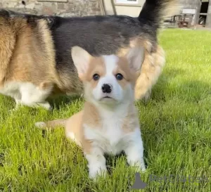 Photo №1. welsh corgi - à vendre en ville de Kharkove | Gratuit | Annonce №62805