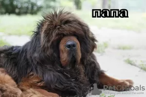 Photo №1. dogue du tibet - à vendre en ville de Nikolaev | négocié | Annonce №9342