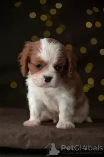 Photo №2 de l'annonce № 15901 de la vente cavalier king charles spaniel - acheter à Allemagne de la fourrière, éleveur