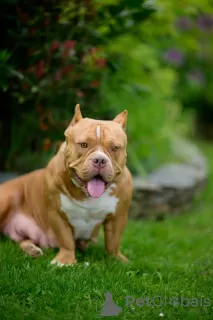 Photos supplémentaires: Chiots American Bully à vendre