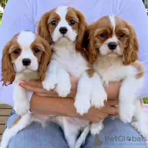 Photo №1. cavalier king charles spaniel - à vendre en ville de Cologne | négocié | Annonce №34204