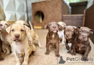 Photos supplémentaires: Adorables chiots à vendre par des parents adorables