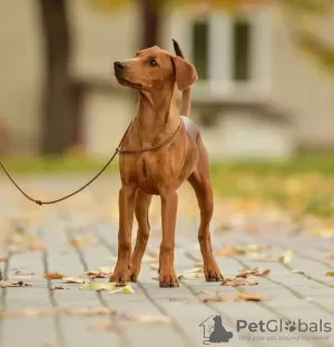 Photo №1. pinscher allemand - à vendre en ville de Grodno | 214€ | Annonce №71160