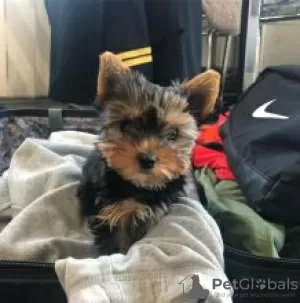 Photo №4. Je vais vendre yorkshire terrier en ville de Kauhava.  - prix - négocié