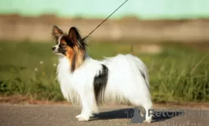 Photos supplémentaires: Chiots Papillon garçons et filles