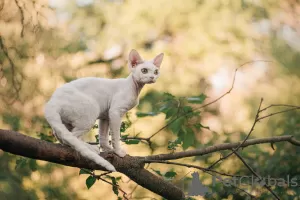 Photo №2 de l'annonce № 20686 de la vente devon rex - acheter à Fédération de Russie annonce privée, de la fourrière, éleveur