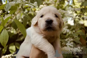 Photo №3. chiots golden retriever. Fédération de Russie