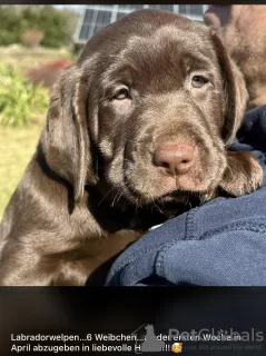 Photo №3. Chiots labrador de race pure. Pologne