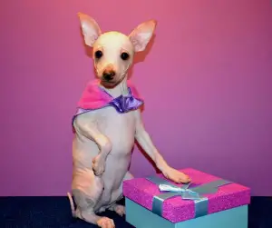 Photo №1. american hairless terrier - à vendre en ville de Moscou | Négocié | Annonce №4231