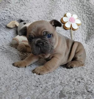 Photos supplémentaires: chiots bouledogue français