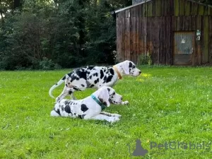 Photo №1. dandie dinmont terrier - à vendre en ville de Berlin | Gratuit | Annonce №126746