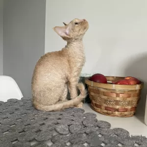 Photo №3. Devon Rex Cannelle. Pologne