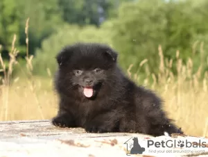 Photos supplémentaires: Chiots Spitz