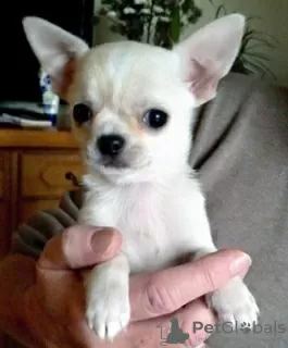 Photo №1. chihuahua - à vendre en ville de Berlin | Gratuit | Annonce №98430