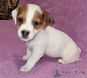 Photo №2 de l'annonce № 129661 de la vente jack russell terrier - acheter à Fédération de Russie annonce privée