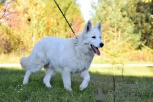 Photo №1. berger blanc suisse - à vendre en ville de Frampol | 700€ | Annonce №28768