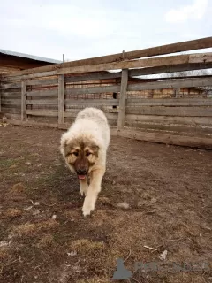 Photo №2 de l'annonce № 8811 de la vente berger du caucase - acheter à Fédération de Russie éleveur