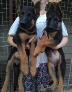 Photos supplémentaires: chien de berger allemand