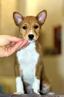 Photo №3. Chiots Basenji. Chien africain qui n'aboie pas.. Biélorussie