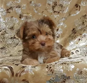 Photo №1. yorkshire terrier - à vendre en ville de Rock Island | 331€ | Annonce №39675