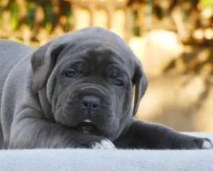 Photo №1. cane corso - à vendre en ville de Yuzhnoukrainsk | 1500€ | Annonce №2984