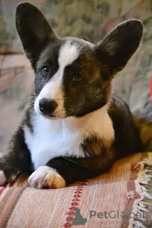 Photo №2 de l'annonce № 10689 de la vente welsh corgi - acheter à Biélorussie éleveur