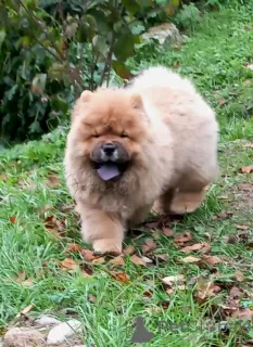 Photo №1. chow-chow - à vendre en ville de Mogilyov | négocié | Annonce №73655