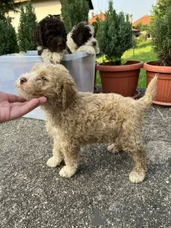 Photo №3. Chiots Lagotto Romagnolo. Serbie