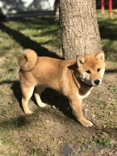 Photos supplémentaires: CHIOTS SHIBA INU RKF