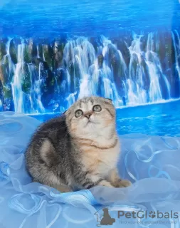 Photo №2 de l'annonce № 29242 de la vente scottish fold - acheter à Fédération de Russie éleveur