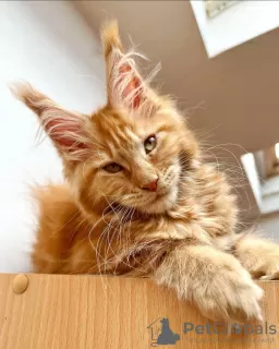 Photo №1. maine coon - à vendre en ville de Berlin | 500€ | Annonce № 104569