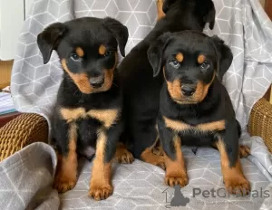 Photo №1. rottweiler - à vendre en ville de Jena | 300€ | Annonce №12044