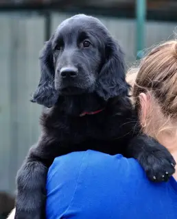 Photos supplémentaires: Chiots pour retriever aux cheveux raides