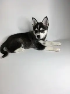 Photo №1. alaskan klee kai - à vendre en ville de Moscou | 2000€ | Annonce №4217