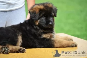 Photos supplémentaires: chien de race berger allemand