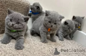 Photo №1. british shorthair - à vendre en ville de Hannover | 400€ | Annonce № 41482