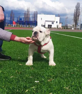 Photo №1. bulldog anglais - à vendre en ville de Lipetsk | 745€ | Annonce №6220