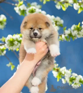 Photos supplémentaires: chiots akita inu