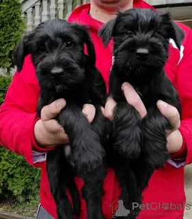 Photos supplémentaires: Chiots Schnauzer de taille moyenne