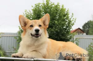 Photos supplémentaires: welsh corgi pembroke chiots filles de Interchampion